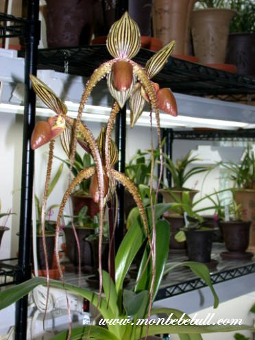 Paph Prince Edward of York.jpg